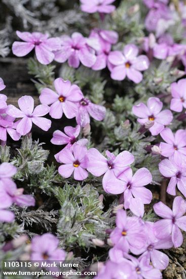 Phlox caespitosa