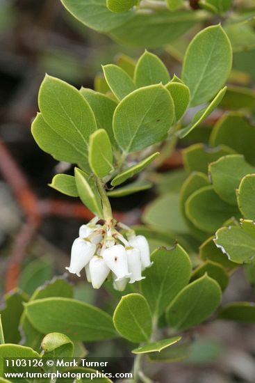 Arctostaphylos nevadensis