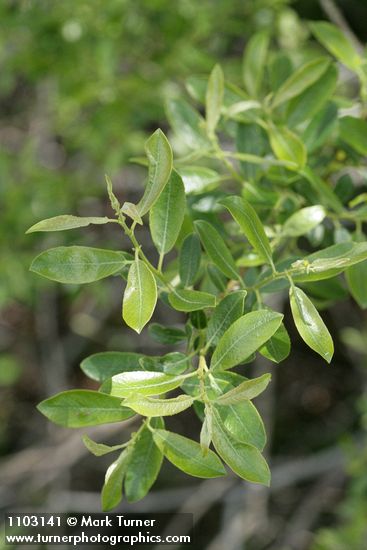 Salix ligulifolia