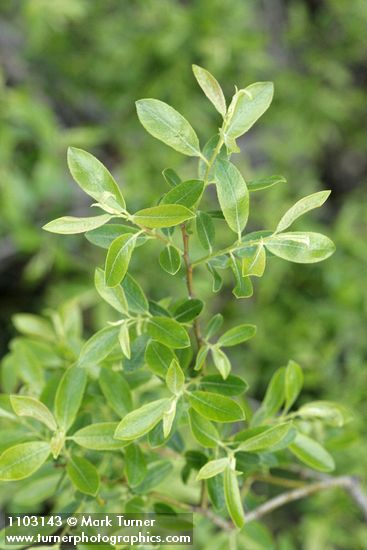 Salix ligulifolia