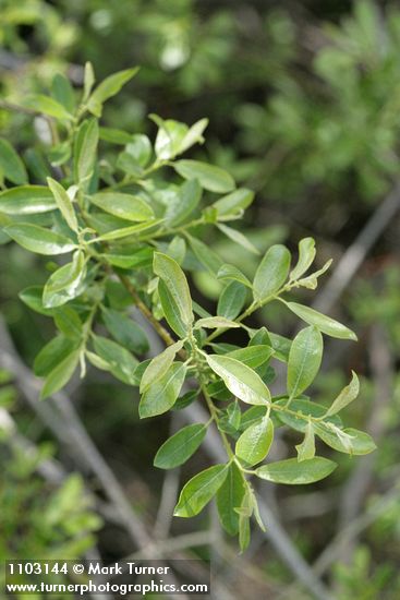 Salix ligulifolia