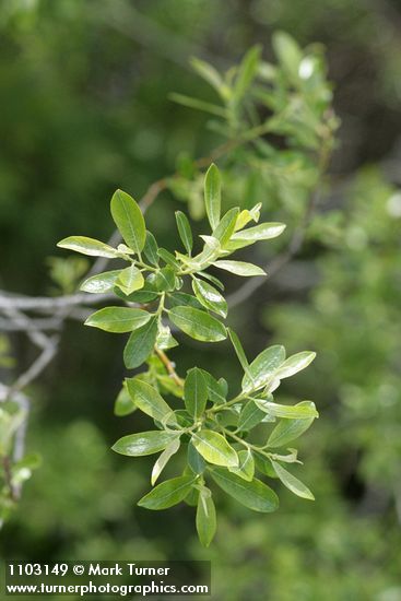 Salix ligulifolia