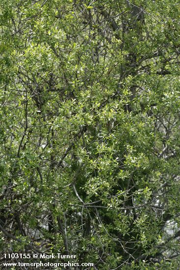 Salix ligulifolia