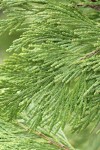 Incense Cedar foliage detail