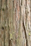 Incense Cedar bark