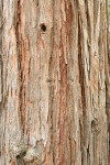 Incense Cedar bark