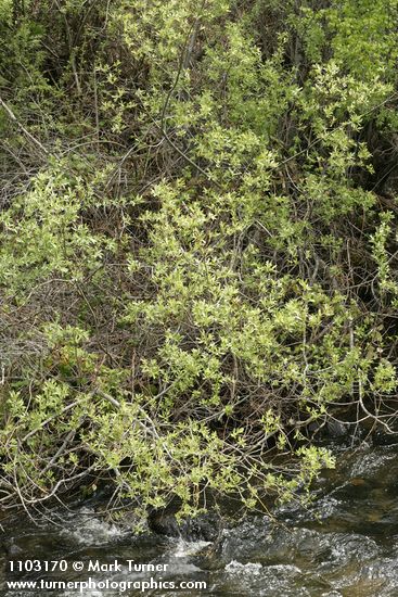 Salix ligulifolia