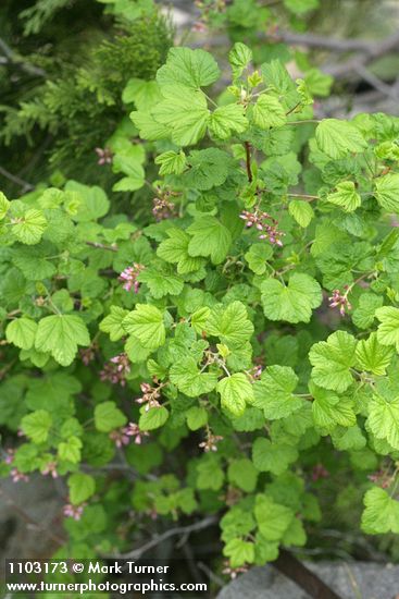 Ribes nevadense