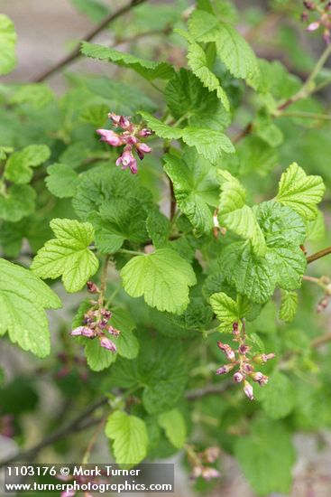 Ribes nevadense