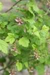 Sierra Currant blossoms & foliage