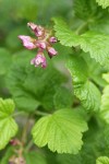 Sierra Currant blossoms & foliage detail