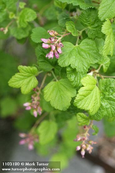 Ribes nevadense