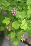 Sierra Currant blossoms & foliage