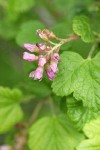 Sierra Currant blossoms & foliage detail