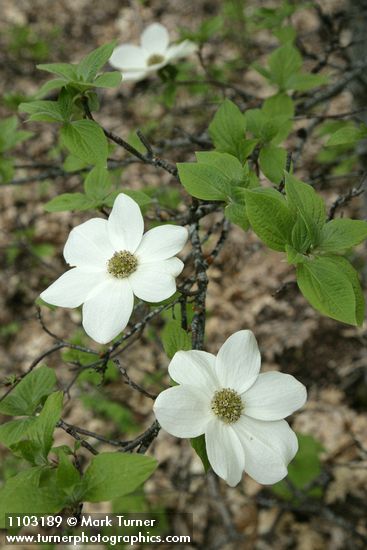 Cornus nuttallii