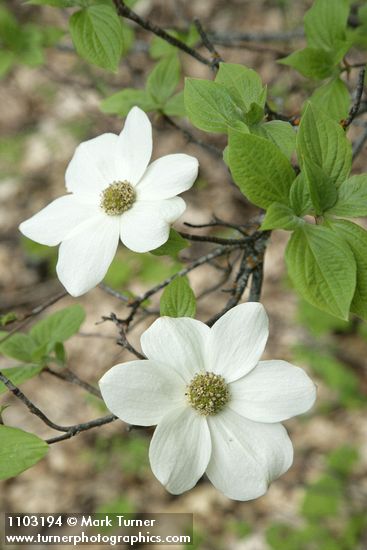 Cornus nuttallii