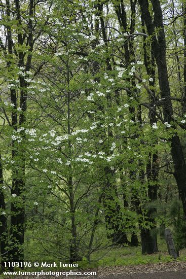 Cornus nuttallii