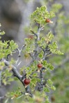 Desert Gooseberry fruit & foliage