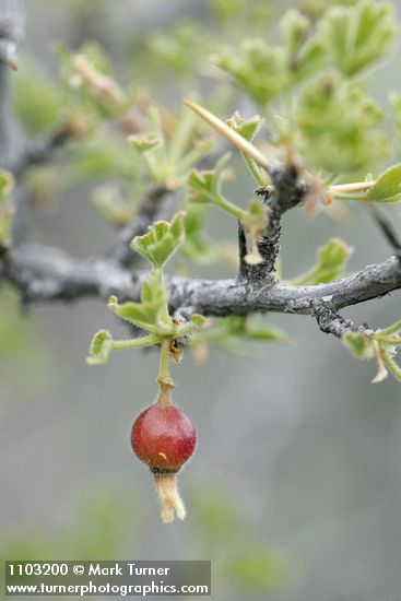 Ribes velutinum