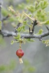 Desert Gooseberry fruit & foliage