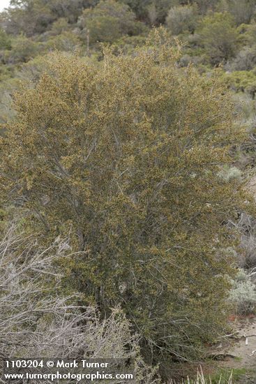 Cercocarpus ledifolius (var. intermontanus)