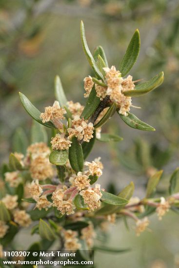 Cercocarpus ledifolius (var. intermontanus)