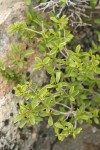 Red Buckthorn foliage