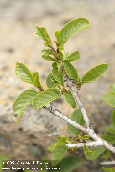 Frangula rubra