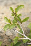 Red Buckthorn foliage & flower buds detail