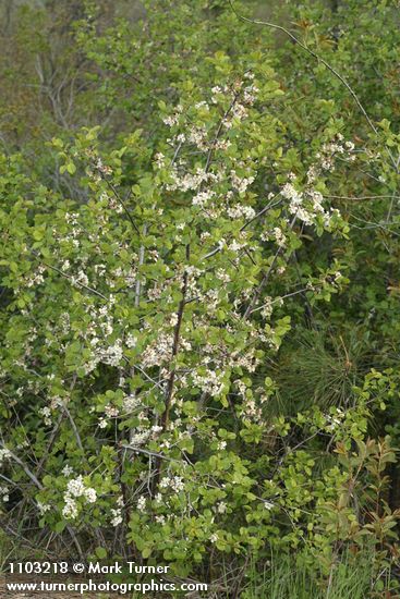 Prunus subcordata