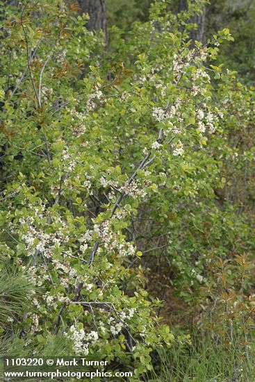 Prunus subcordata