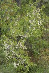 Klamath Plum