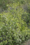 Klamath Plum