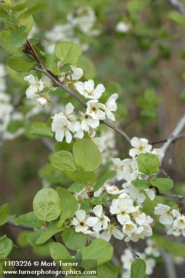 Prunus subcordata