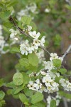 Klamath Plum blossoms & foliage