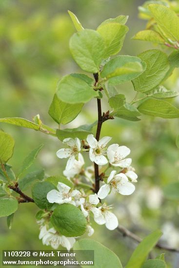 Prunus subcordata