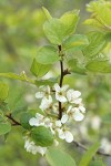 Klamath Plum blossoms & foliage