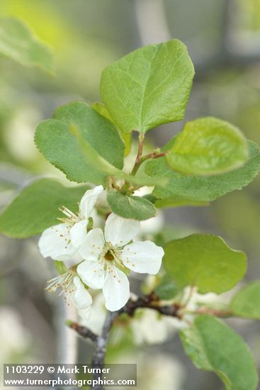 Prunus subcordata