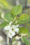 Klamath Plum blossoms & foliage