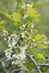 Klamath Plum blossoms & foliage