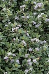 Pinemat Ceanothus