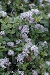 Pinemat Ceanothus blossoms & foliage