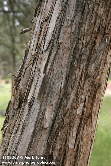 Cupressus bakeri (Hesperocyparis bakeri)