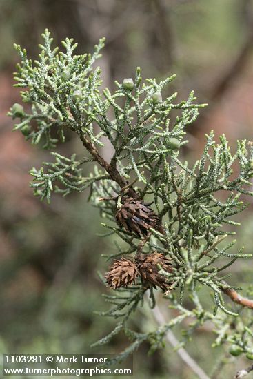 Cupressus bakeri (Hesperocyparis bakeri)