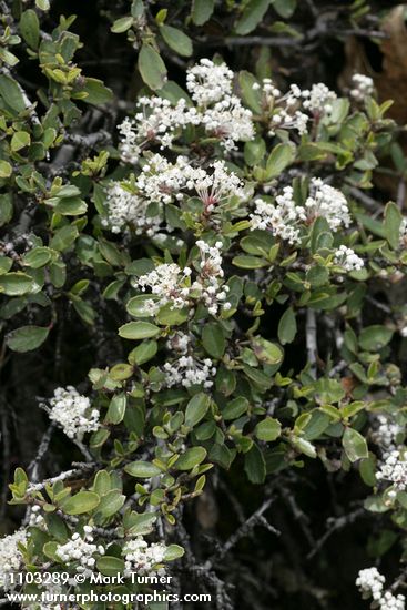 Ceanothus prostratus