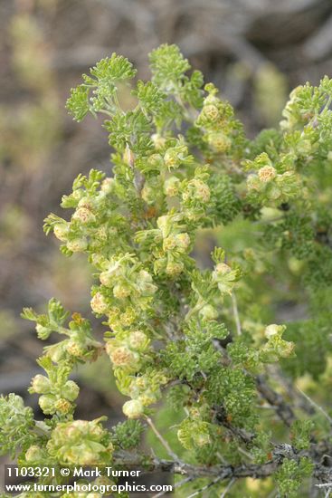 Picrothamnus desertorum (Artemisia spinescens)