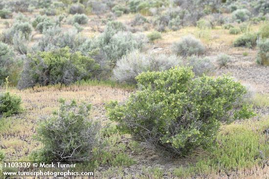 Atriplex confertifolia