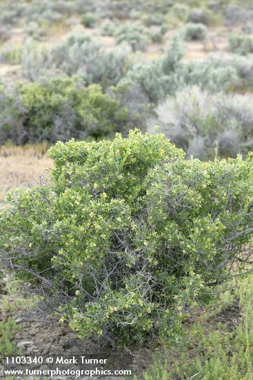 Atriplex confertifolia