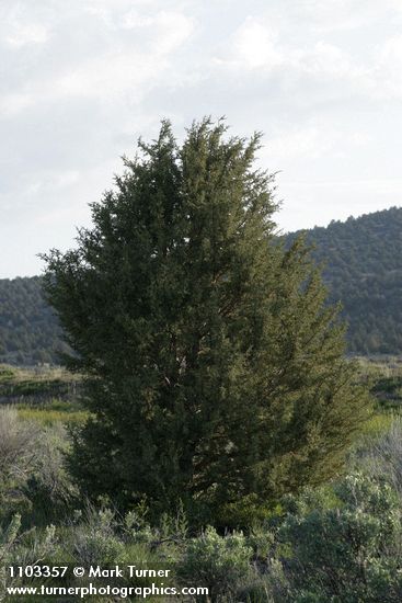 Juniperus californica