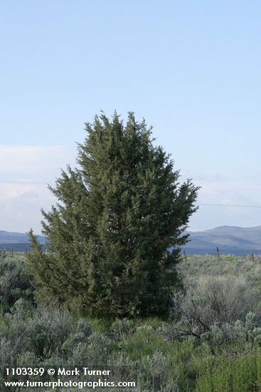 Juniperus californica